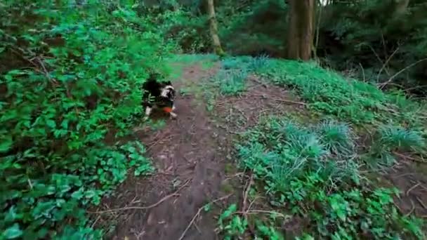 Imágenes Gopro Enérgicas Border Collies Corriendo Por Los Bosques Jugando — Vídeo de stock