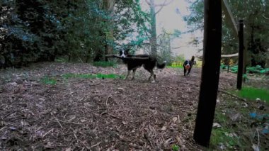 4k gopro görüntüler enerjik Border Collies ormanlık alandan hızla geçiyor. Oyun oynuyorlar ve akıllarını çalıştırıyorlar. Düşük izleme eylemi videosu. 