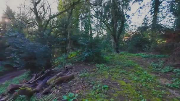 Gopro Filmare Energie Border Collies Străbate Pădurile Jucând Jocuri Lucrând — Videoclip de stoc