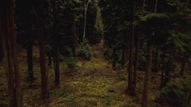 Ngiltere Deki Dağlık Ormanlarda Hava Manzarası Var Alp Çalıları — Stok video