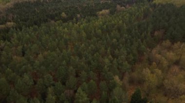 İngiltere 'deki dağlık ormanlarda 4K hava manzarası var. Alp çalıları..