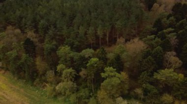 İngiltere 'deki dağlık ormanlarda 4K hava manzarası var. Alp çalıları..