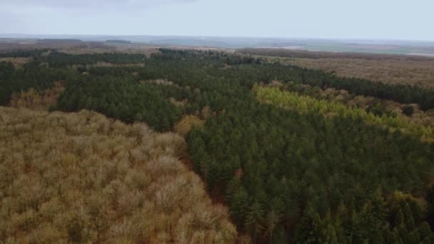英国高山落叶森林中飞行的4K空中景观 高山神龛和荒原 — 图库视频影像