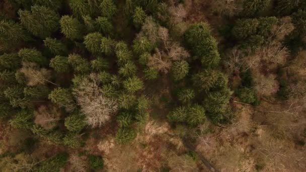 Letecký Pohled Prolétající Opadavým Lesem Velké Británii Alpský Keřovitý Vřes — Stock video