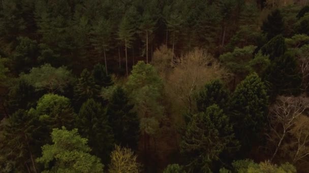 Luchtfoto Vliegen Door Alpine Loofbos Het Verenigd Koninkrijk Heide Van — Stockvideo