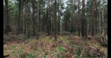 Doğu Midlands, İngiltere 'de bahar aylarında orman alp ağaçları ve yürüyüş yolları arasındaki 4k manzara.