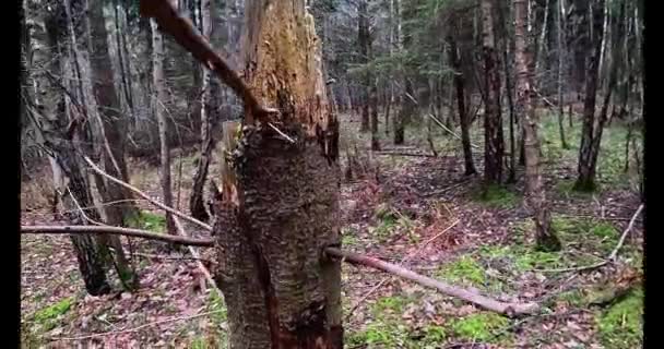 Forog Körül Halott Törzs Egy Erdőben Angliában — Stock videók