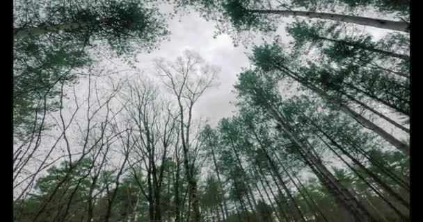 View Woodland Alpine Trees Walkways Spring East Midlands — Stok Video