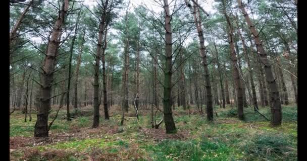 View Woodland Alpine Trees Walkways Spring East Midlands — Stock Video