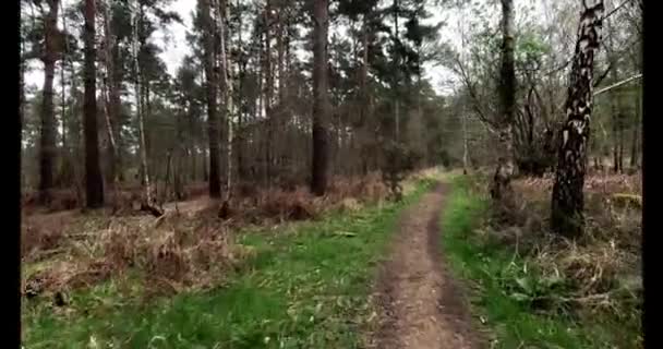 Mellan Alpina Skogsträd Och Gångvägar Våren East Midlands Storbritannien — Stockvideo