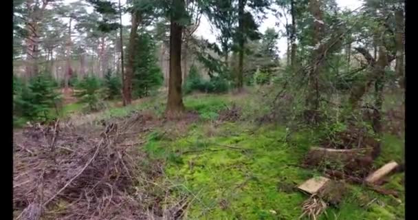 Mellan Alpina Skogsträd Och Gångvägar Våren East Midlands Storbritannien — Stockvideo