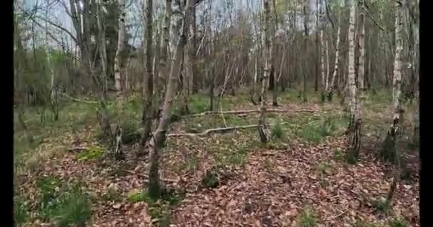Ansicht Zwischen Alpinem Wald Und Gehwegen Frühling Den East Midlands — Stockvideo