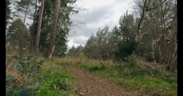 英国东米德兰森林高山树木与人行道之间的4K景观 — 图库视频影像