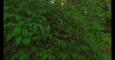 İngiltere 'de bir bahar günü üç köpekle ormanlık alanlarda dolaşmak. Ağaçlar ve bitkiler çiçek açmaya başlıyor. 4k HDR.