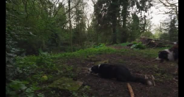Περπάτημα Σκυλιά Σύνορα Κόλεϊ Μέσα Από Δασικές Εκτάσεις Ηλιοβασίλεμα Όμορφο — Αρχείο Βίντεο