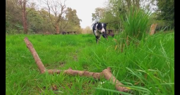 Cães Collie Fronteira Andando Através Bosques Pôr Sol Belos Céus — Vídeo de Stock