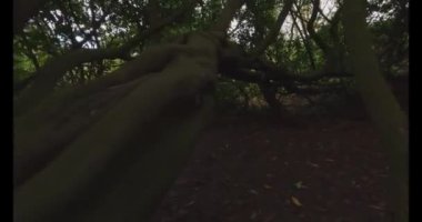 Gün batımında 4K Colie Dog sınırında yürüyor. İngiltere 'de ilkbaharda güzel turuncu ve mor gökyüzü