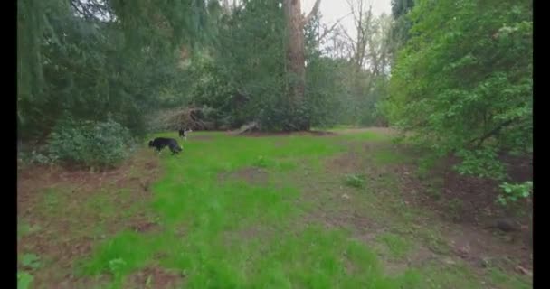 Cães Collie Fronteira Andando Através Bosques Pôr Sol Belos Céus — Vídeo de Stock
