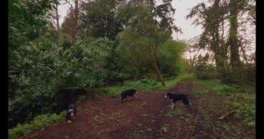 Gün batımında 4K Colie Dog sınırında yürüyor. İngiltere 'de ilkbaharda güzel turuncu ve mor gökyüzü