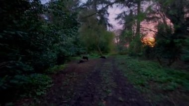 Gün batımında 4K Colie Dog sınırında yürüyor. İngiltere 'de ilkbaharda güzel turuncu ve mor gökyüzü