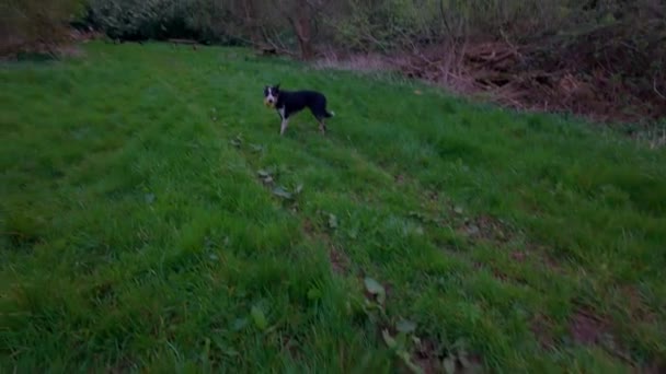 Περπάτημα Σκυλιά Σύνορα Κόλεϊ Μέσα Από Δασικές Εκτάσεις Ηλιοβασίλεμα Όμορφο — Αρχείο Βίντεο