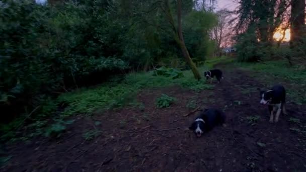 Promenader Gränsen Collie Hundar Genom Skogen Vid Solnedgången Vacker Orange — Stockvideo