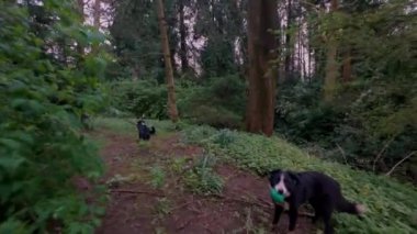 Gün batımında 4K Colie Dog sınırında yürüyor. İngiltere 'de ilkbaharda güzel turuncu ve mor gökyüzü