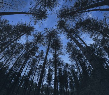 Majestic Pine Forest: Serene 4K Kule Ağaçları ve gür Yeşil Tepe Örtüsü Hava Görüntüsü