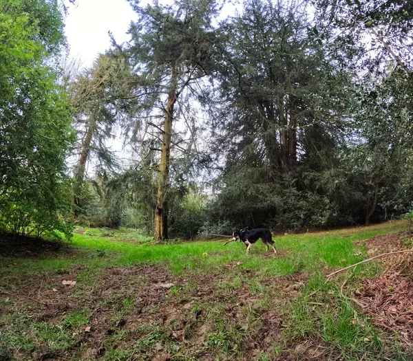 Köpek ağzında sopayla topa bakıyor.