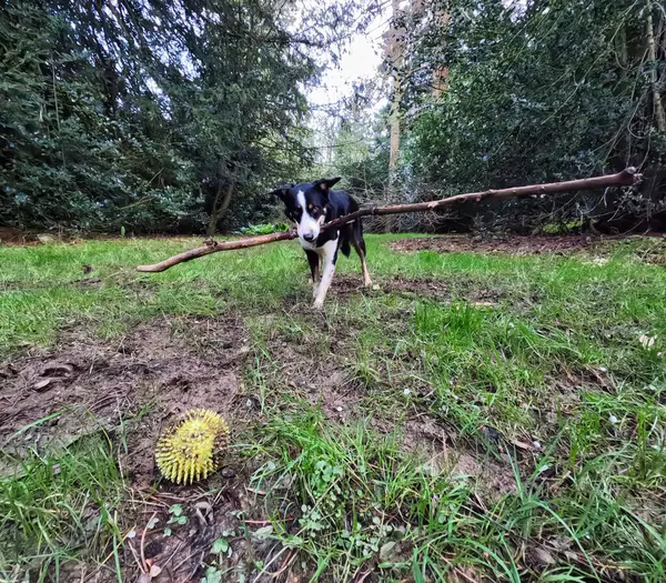 Köpek ağzında sopayla topa bakıyor. 