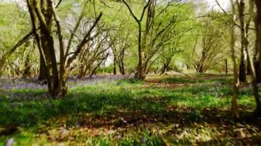 Geniş BlueBell çiçekleri çiçek açmış. İngiltere Baharı 'nda orman bölgesi. 4k.