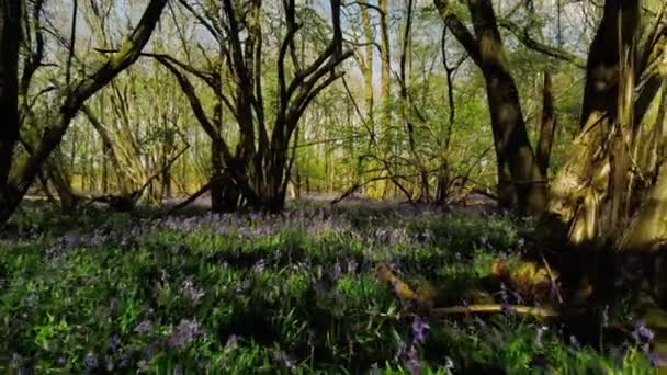Поля Распускающихся Цветущих Колокольчиков Лесной Массив Англии Весна — стоковое видео