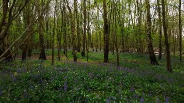 Kiterjedt Kékúszójú Virágok Mezői Virágoznak Erdőterület Angliában Tavasszal — Stock videók