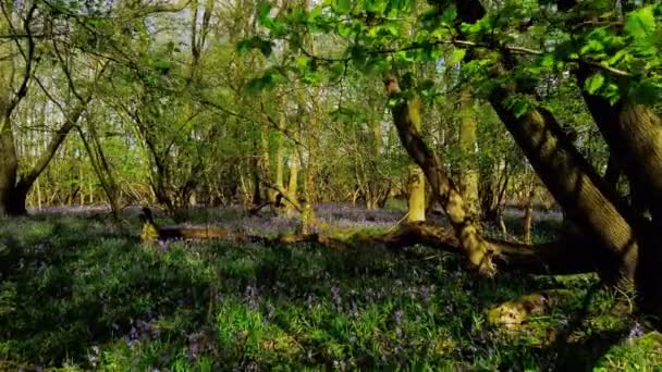 广袤的蓝铃花盛开 英格兰春天的林地林区 — 图库视频影像
