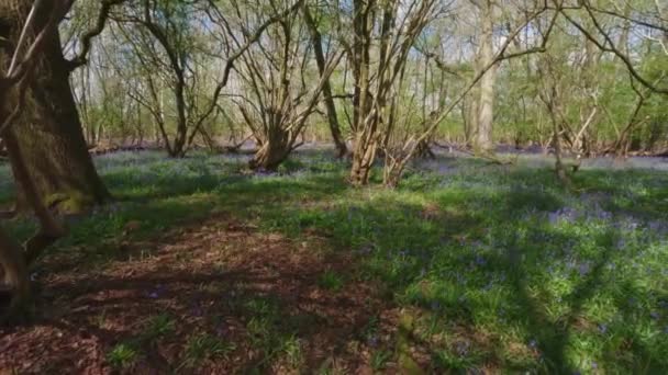 Kiterjedt Kékúszójú Virágok Mezői Virágoznak Erdőterület Angliában Tavasszal — Stock videók