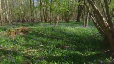 Geniş BlueBell çiçekleri çiçek açmış. İngiltere Baharı 'nda orman bölgesi. 4k.