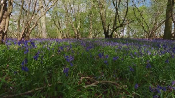 Поля Розквітлих Квітів Блакитного Кольору Лісова Зона Англії Спрінг — стокове відео