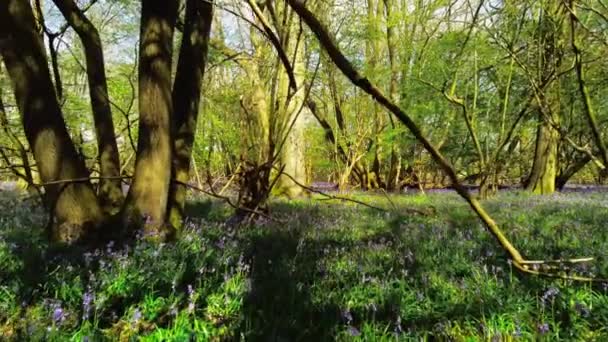 Поля Распускающихся Цветущих Колокольчиков Лесной Массив Англии Весна — стоковое видео