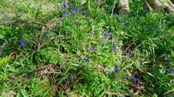 Geniş Bluebell Çiçekleri Çiçek Açmış Ngiltere Baharı Nda Orman Bölgesi — Stok video