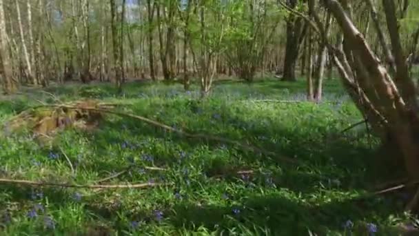 Geniş Bluebell Çiçekleri Çiçek Açmış Ngiltere Baharı Nda Orman Bölgesi — Stok video
