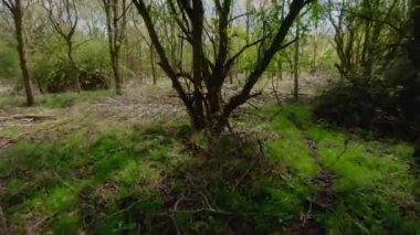 Orman, yüksek ağaçlar ve İngiltere 'de bir bahar günü alçak çalılıklar..