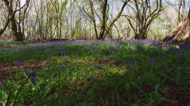 Fält Expansiva Blã Klocka Blommor Blom Skogsområde England Spring — Stockvideo