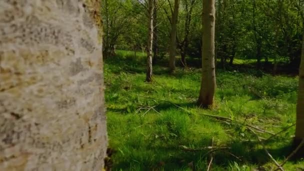 Hochalpenwälder Und Niedrig Liegendes Gebüsch Einem Frühlingstag England — Stockvideo