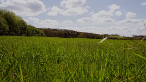 Солнечный Весенний День Английские Дачники Мяукают Чистое Голубое Небо Зеленая — стоковое видео