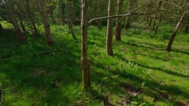 Woodland Forest Alpine Tall Trees Low Lying Shrubbery Spring Day — Stock Video
