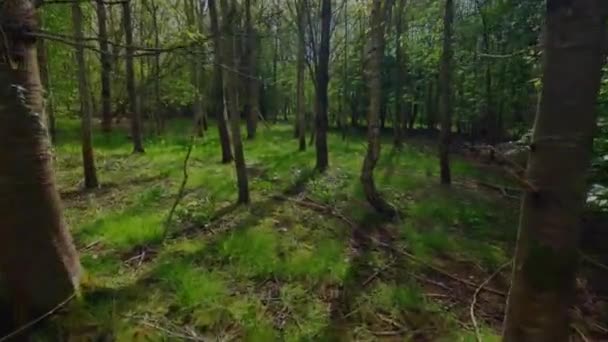 Foresta Boschiva Alberi Alpini Alti Bassi Arbusti Una Giornata Primaverile — Video Stock