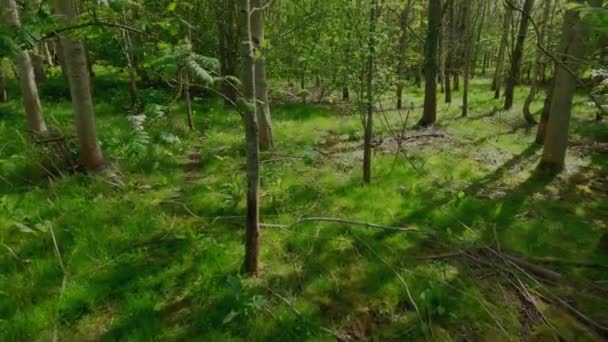 Floresta Woodland Árvores Altas Alpinas Arbustos Baixos Dia Primavera Inglaterra — Vídeo de Stock