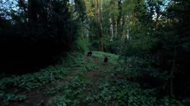 İngiltere 'de bir bahar günü üç köpekle ormanlık alanlarda dolaşmak. Ağaçlar ve bitkiler çiçek açmaya başlıyor. 4k HDR.