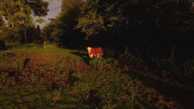 İngiltere 'de bir çiftliğin üzerinde yakın uçuş. Hayvanlar güneş görkemli bir bahar gününde batarken. 