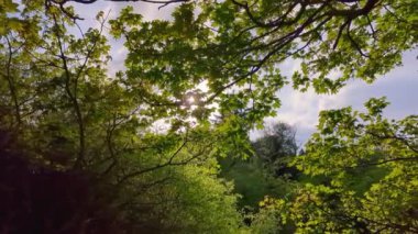 İngiltere 'de ilkbaharda ağaçların arasından parlayan güneş. 4k HDR. 